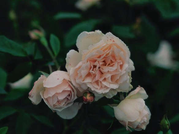 Earth-Kind ‘Spice’ Roses