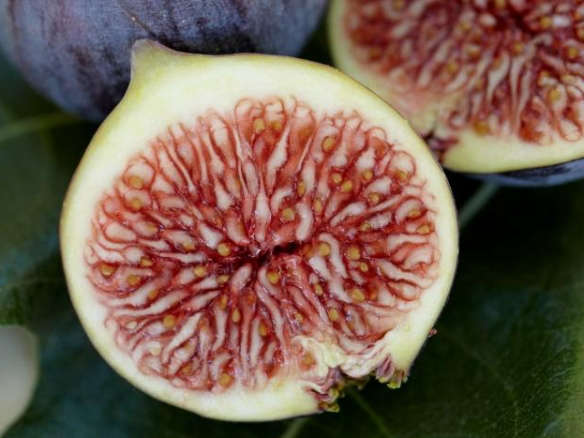 Gourmet Fig Trees