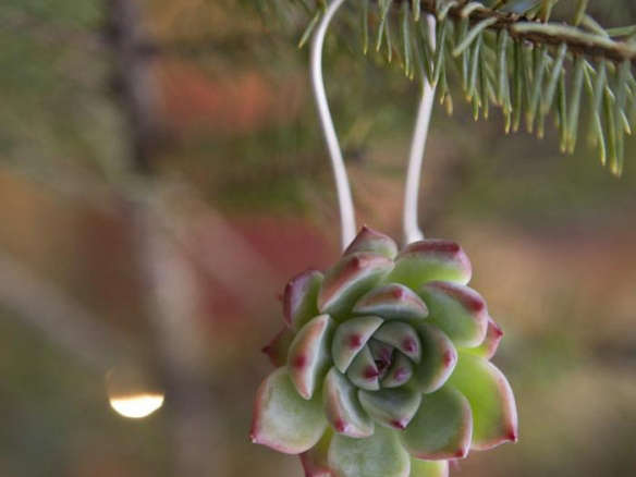 Succulent Ornament