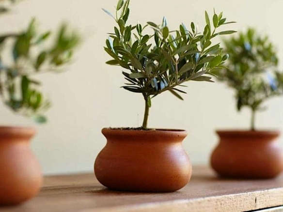 Olive Plant Topiary