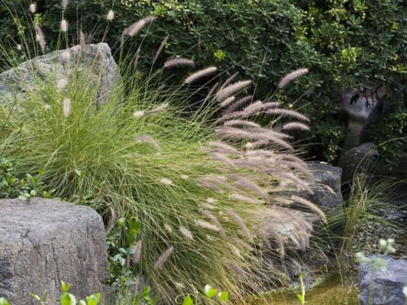 Tall Tails Fountain Grass