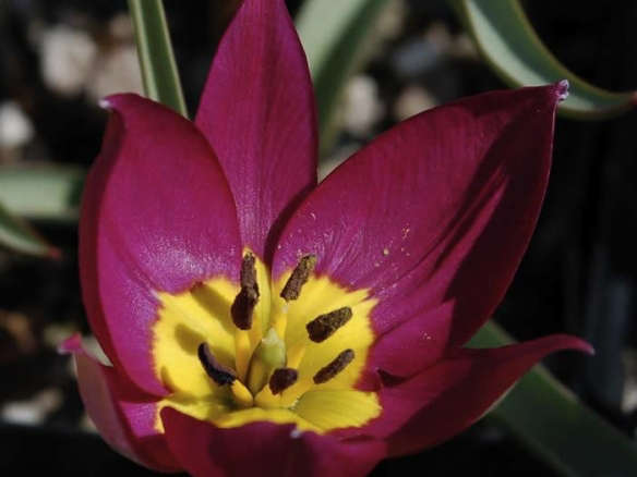 Zurel Tulip Bulbs