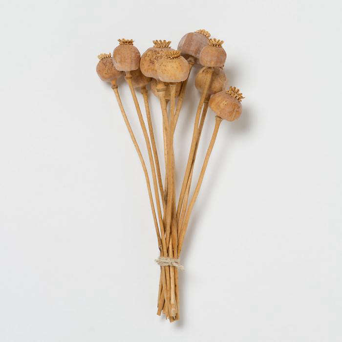 Dried Floral Poppy Pod Heads - Pure Pods