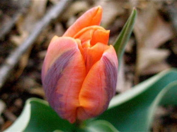 Tulip Prinses Irene