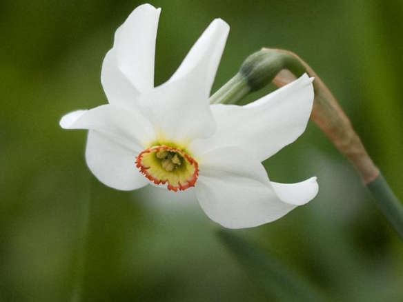 Recurvus Daffodil