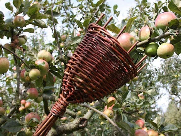 Willow Fruit Picker