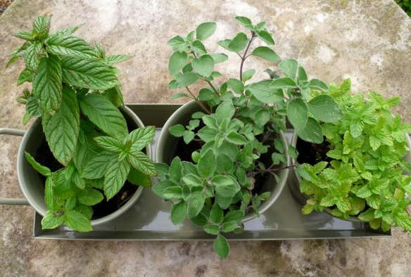 Herb Pots on Tray – Gooseberry