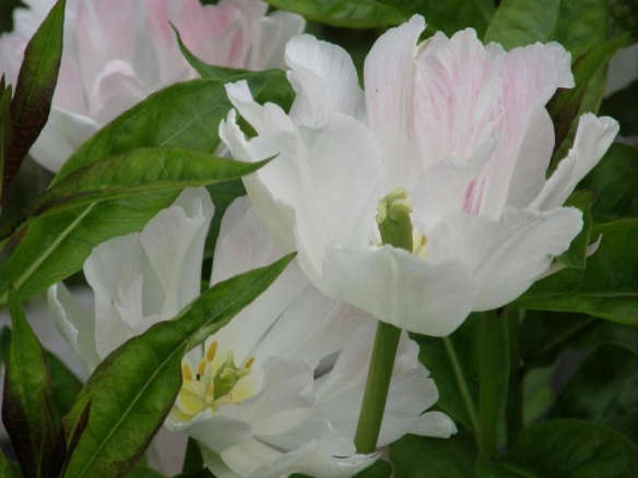 Angelique Tulip