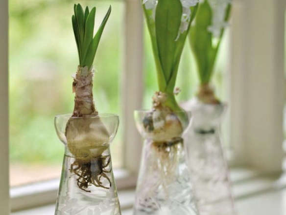 Hyacinth Bulb Vases