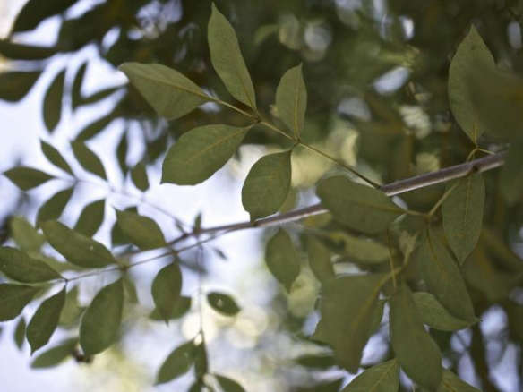 Green Ash Tree