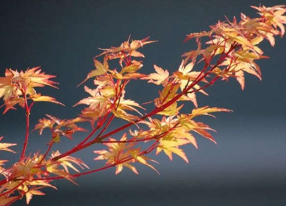 Acer palmatum ‘Sango Kaku’