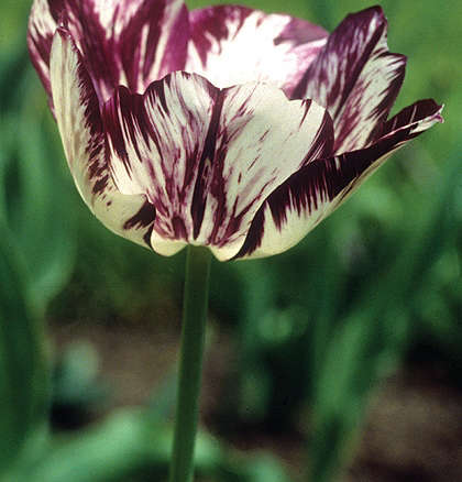Adonis Tulips