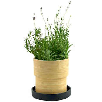 Bamboo Grow-Pot: Lavender