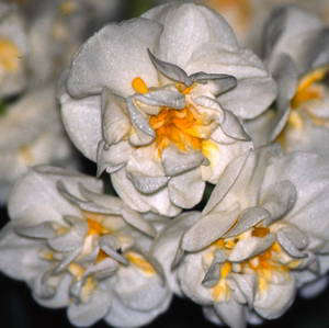 Bridal Crown Daffodils