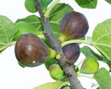 Brown Turkey fig-Gallon Pot