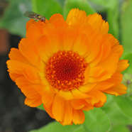 Calendula officinalis Pot Marigold