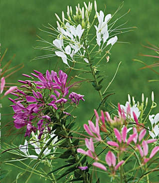 Cleome, Queen Mixed Colors Seeds