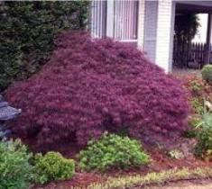 Crimson Queen Laceleaf Weeping Japanese Maple