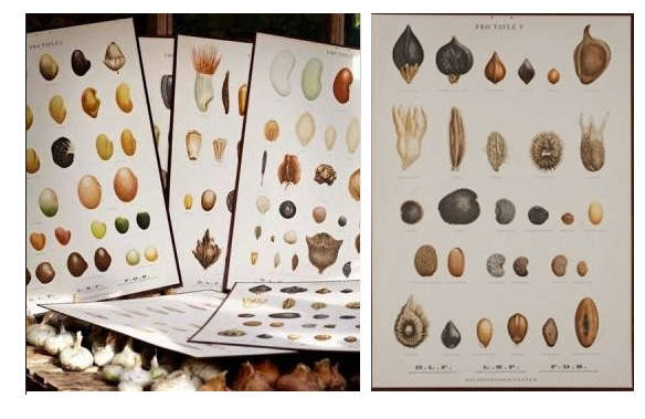 Danish Seed Prints