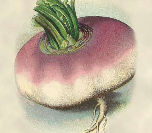 Early Purple Top Milan – Turnip