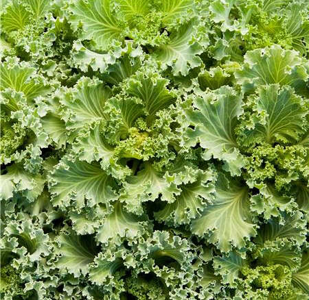 Emperor White Flowering Kale