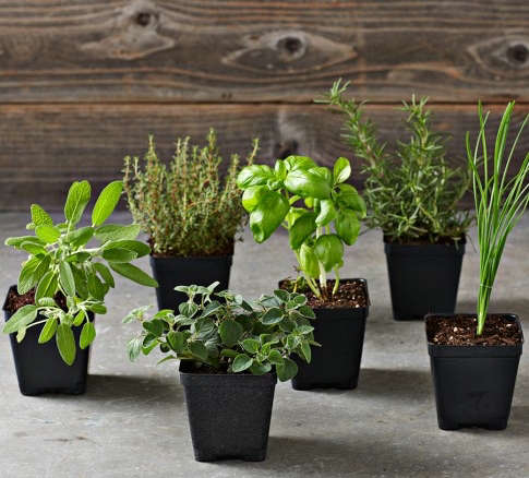 Essential Kitchen Garden Herbs 6-Pack