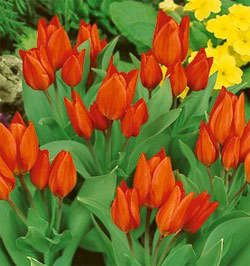 Fusilier Species Tulip