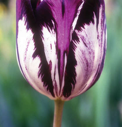 Gloria Nigrorum Tulips