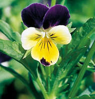 Helen Mount  (Viola Tricolor)