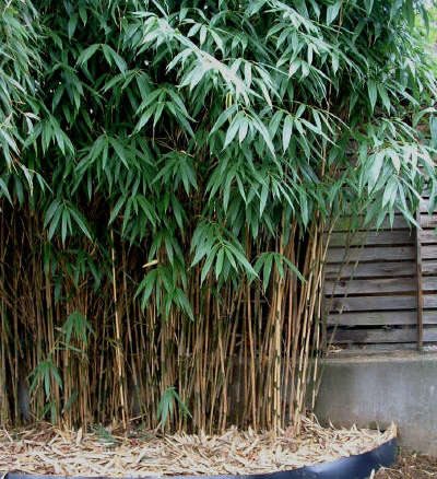 Japanese Arrow Bamboo