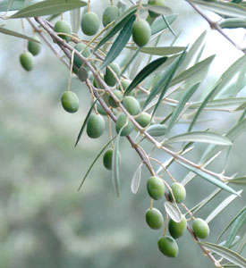 Lucca Olive Tree