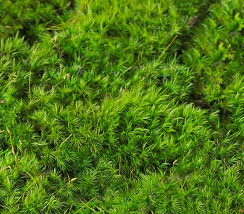 Cushion Moss (leucoloryum)