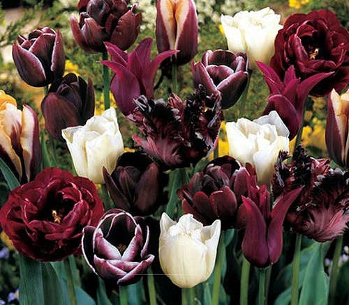 Mysterious Passion Blend Tulips