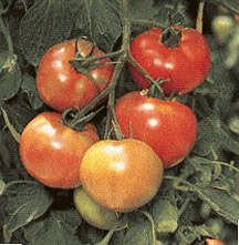 Odoriko Tomatoes