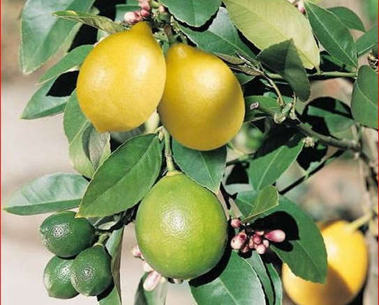 Organic Meyer Lemon (Barerooted)