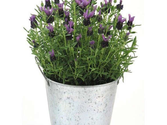 Scented Potted Lavender Plant