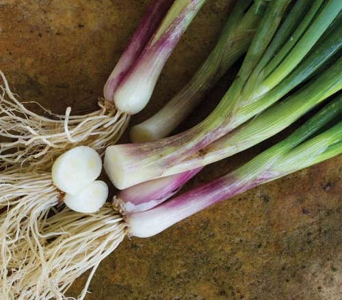 Red Welsh Bunching Onion