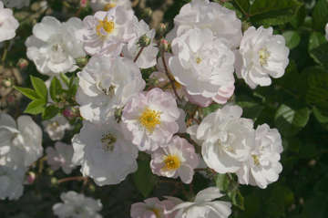Rosel Dach Roses