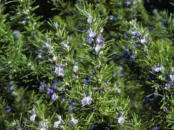 Rosemary-Tuscan Blue Herb Plant