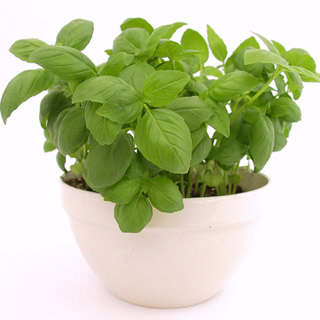 Sweet Green Organic Basil Seeds