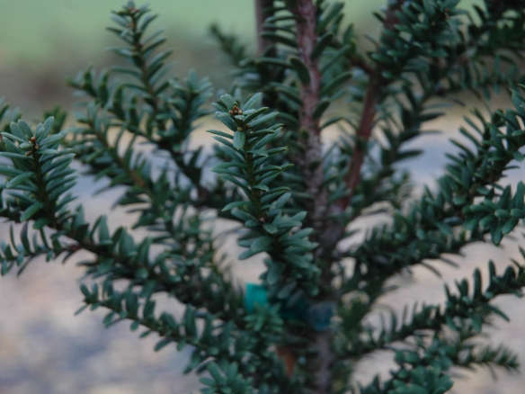 Taxus Baccata Amersfoort – English Yew Tree