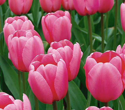 Tulip Pink Impression