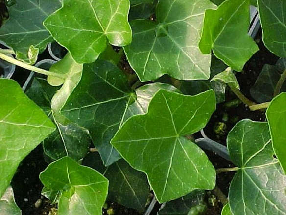Vertical Garden Kit: The Ideal Ivy