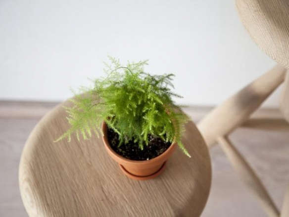 5 Favorites: Mini Houseplants for Apartment Living