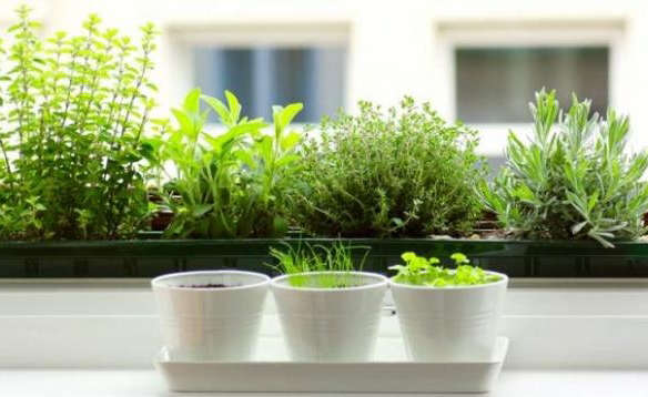 5 Quick Fixes: Grow Herbs on a Windowsill