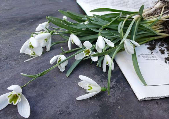 DIY: An Instant Carpet of Snowdrops