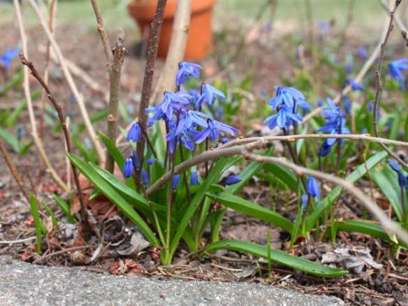 DIY: A Carpet of Brilliant Sapphire Stars for Your Garden
