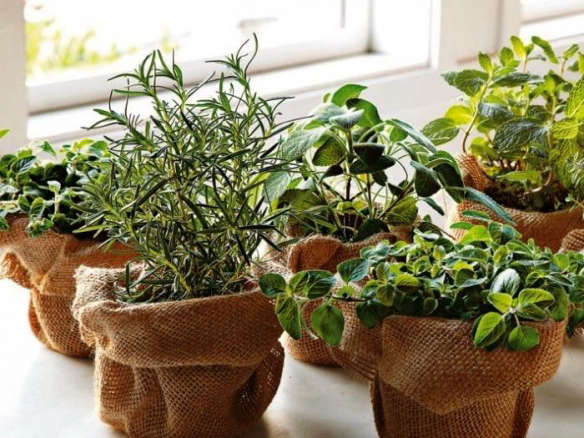 An Instant Herb Garden