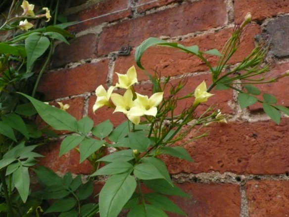 Design Sleuth: What to Grow on a Brick Wall