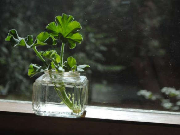 DIY: To Clone Herbs, Just Add Water